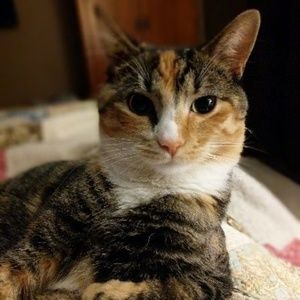 Meet your Posher, Callie